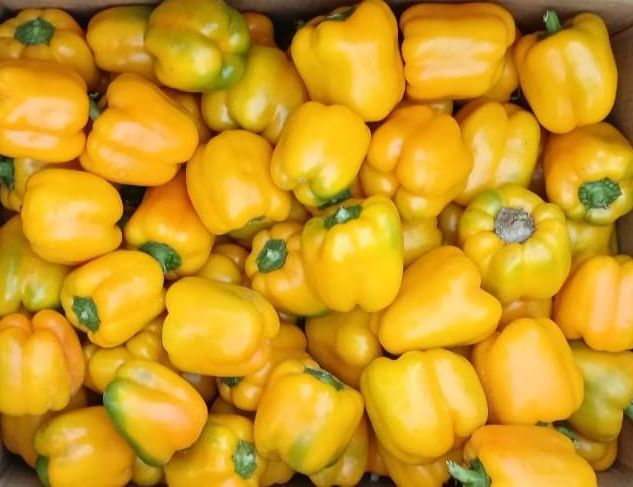 Fresh Yellow Capsicum