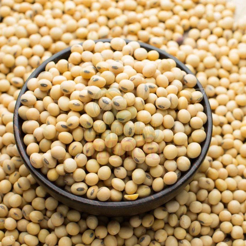Soybean Seeds