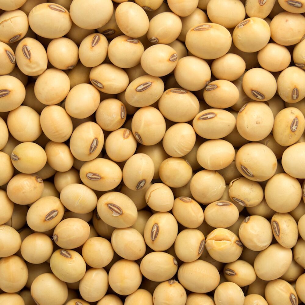 Raw Soybean Seeds