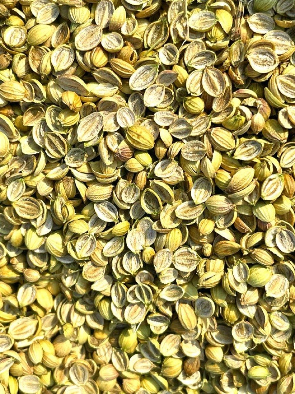 Dried Green Split Coriander Seeds