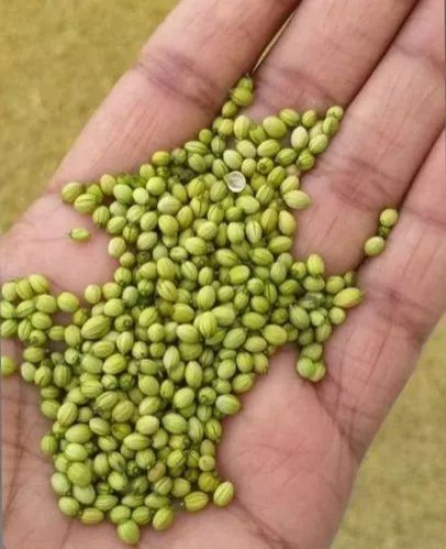 Green Coriander Seeds