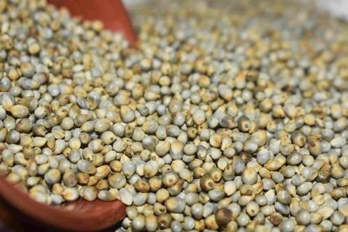Natural Bajra Millets