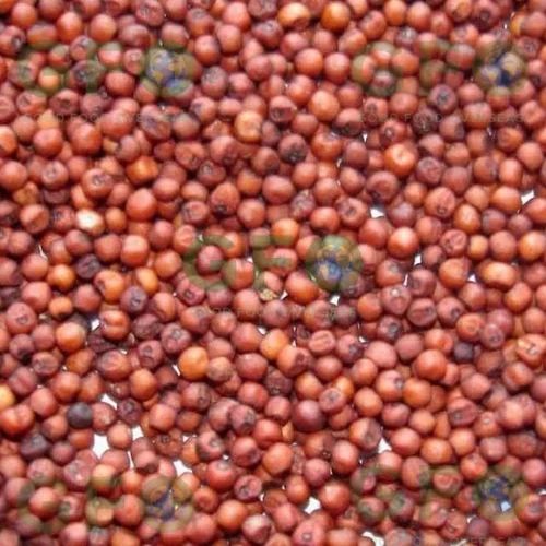 Ragi Finger Millet