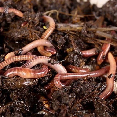Vermicompost Fertilizer