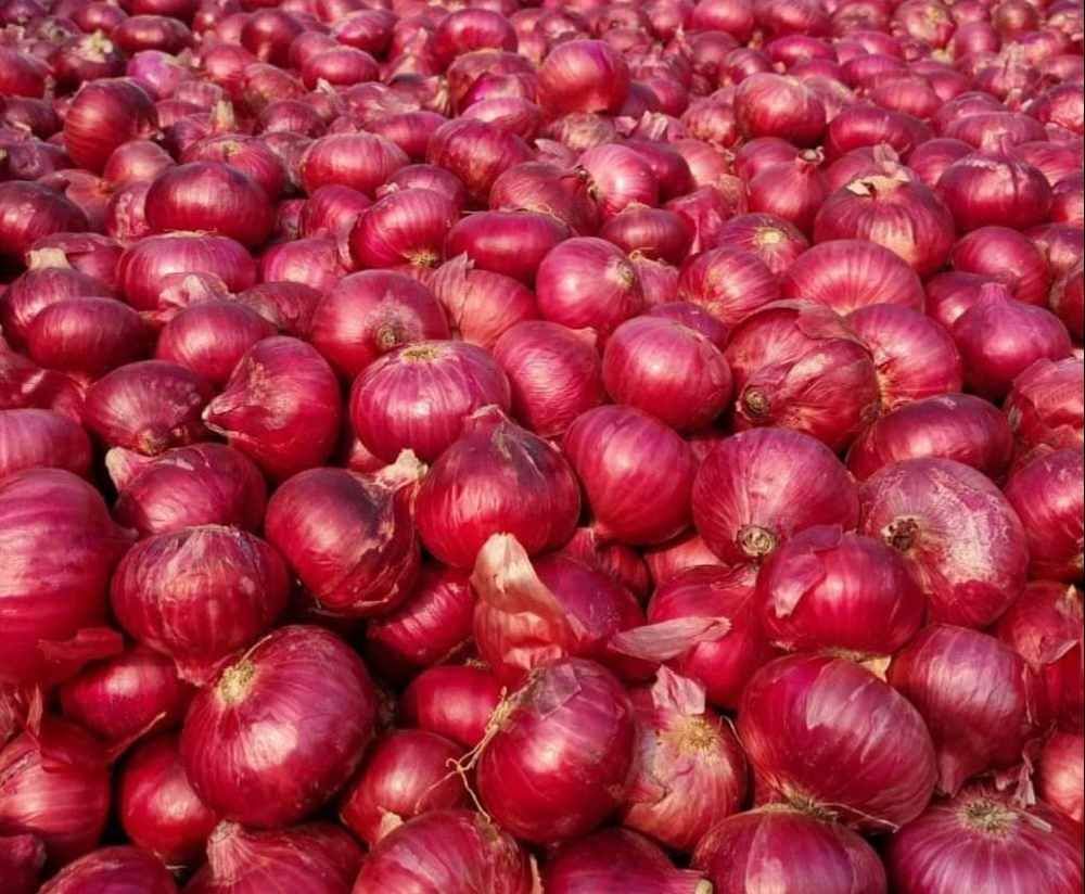 Nasik Red Onion