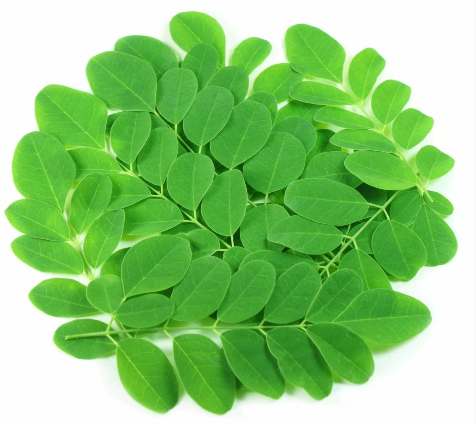 Organic Moringa Leaves