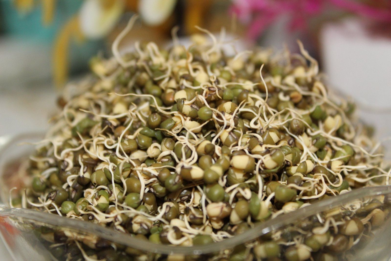 Organic Sprouted Moong