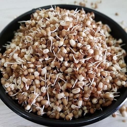 Dehydrated Sprouted Moth Beans