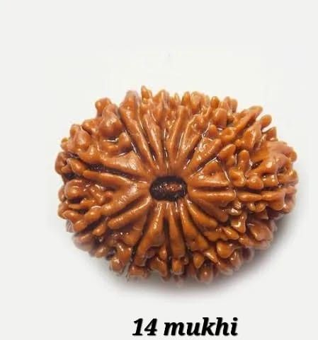 14 Mukhi Rudraksh Bead