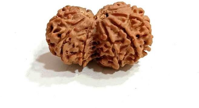 4 Mukhi Rudraksh Bead