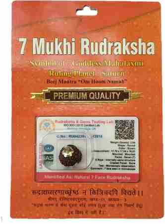7 Mukhi Rudraksh Bead