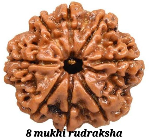 8 Mukhi Rudraksh Bead