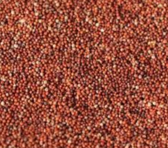 Ragi Millet Seeds