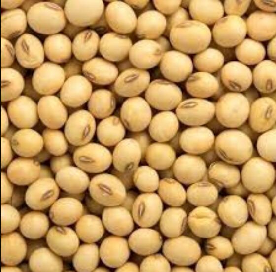 Soyabean Farming Seeds