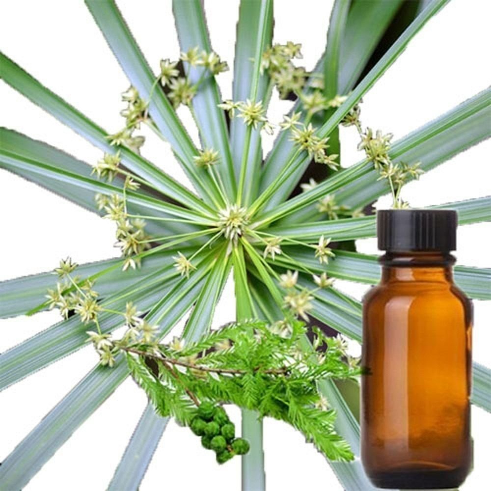 Cypriol Essential Oil