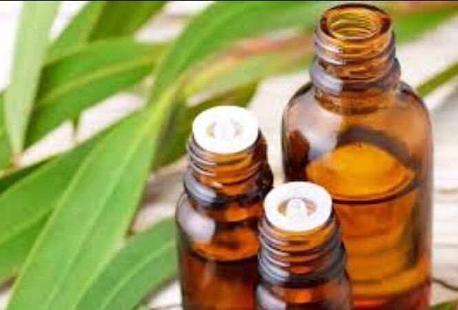 Eucalyptus Essential Oil
