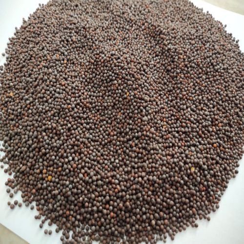 Brown Mustard Seeds