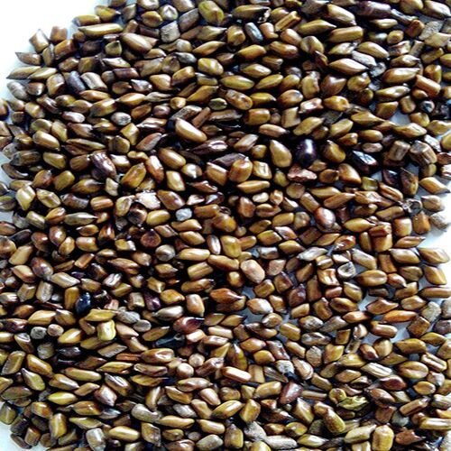 Cassia Tora Seeds