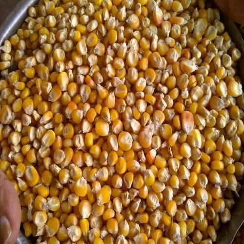 Indian Yellow Maize Seeds