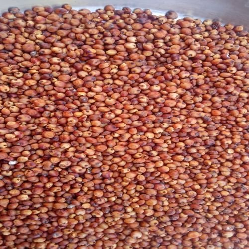 Red Sorghum Seeds
