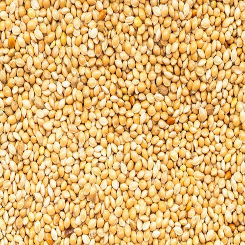 Yellow Millet Seeds