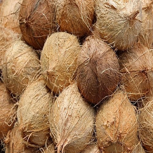 Semi Husked Coconut