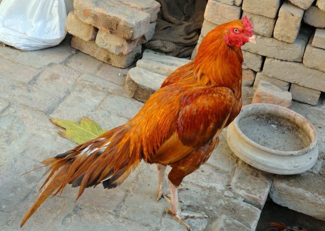 Brown 1 Month Old Piela Aseel Chicks