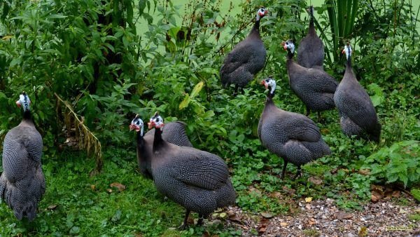 Guinea Fowl Chicks