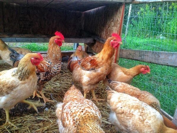 Rajashree Breed Chicks