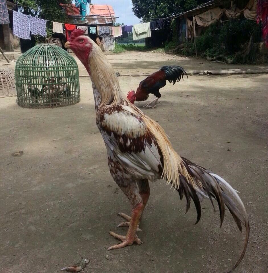 Salem Nati Breed Chicks