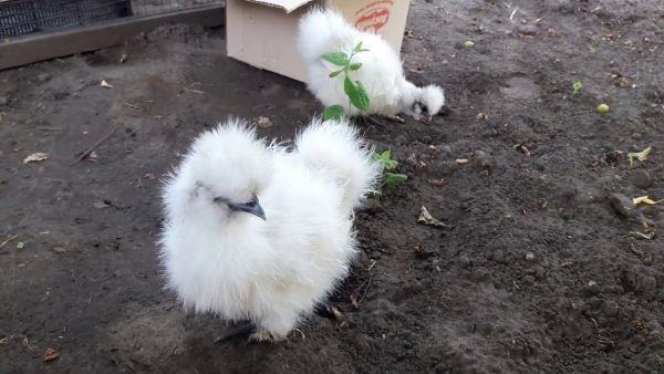 White Silky Breed Chicks