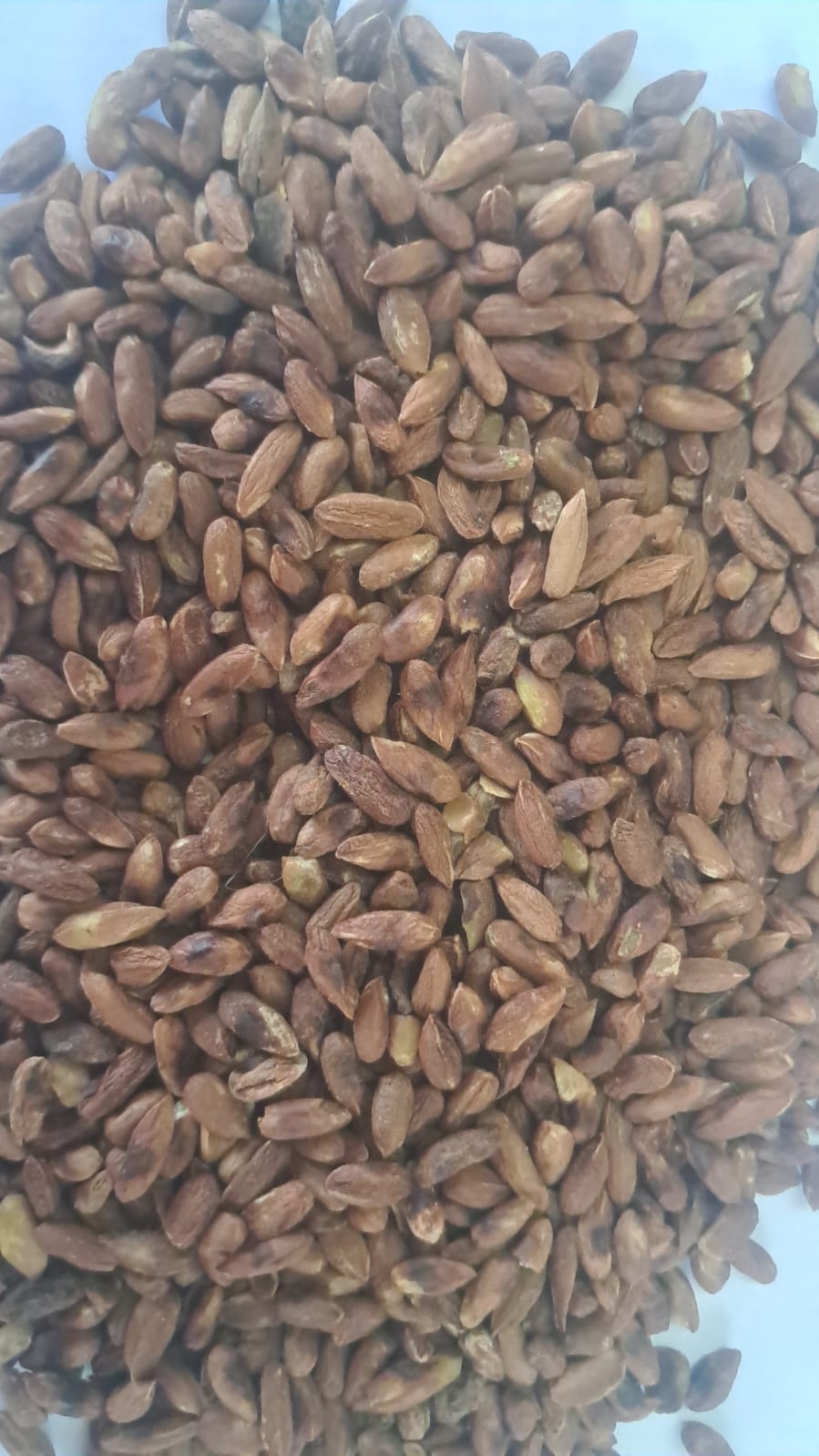 Seed Kernel Seed Kernel