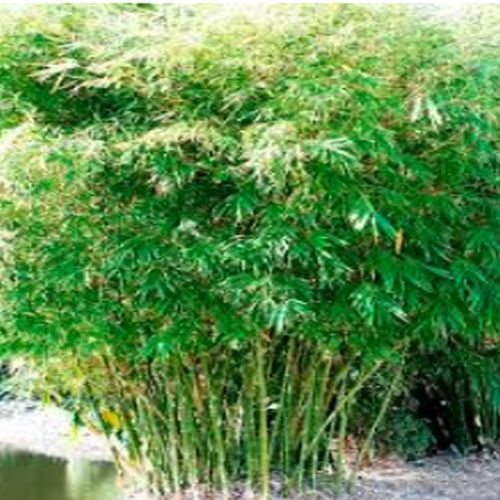 Balcooa Bamboo Plants