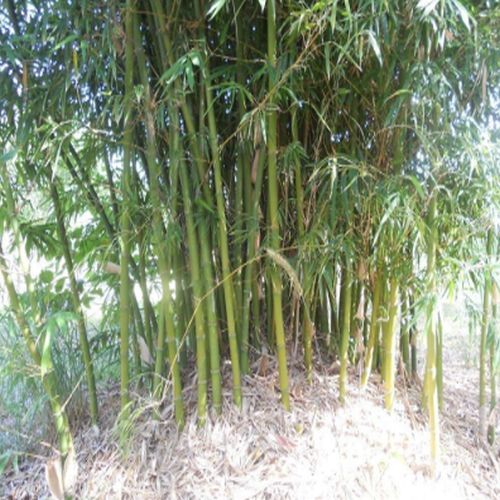 Golden Bamboo Plants