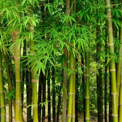 Hamiltonii Bamboo Plants