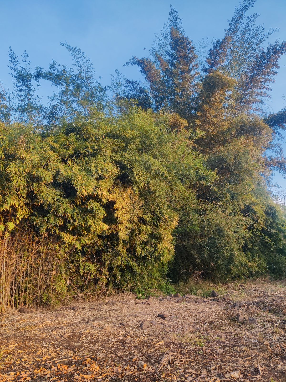 Natural Sandalwood Plants