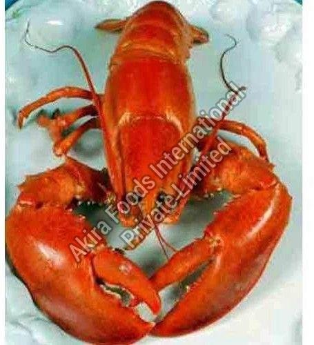 Frozen Lobster