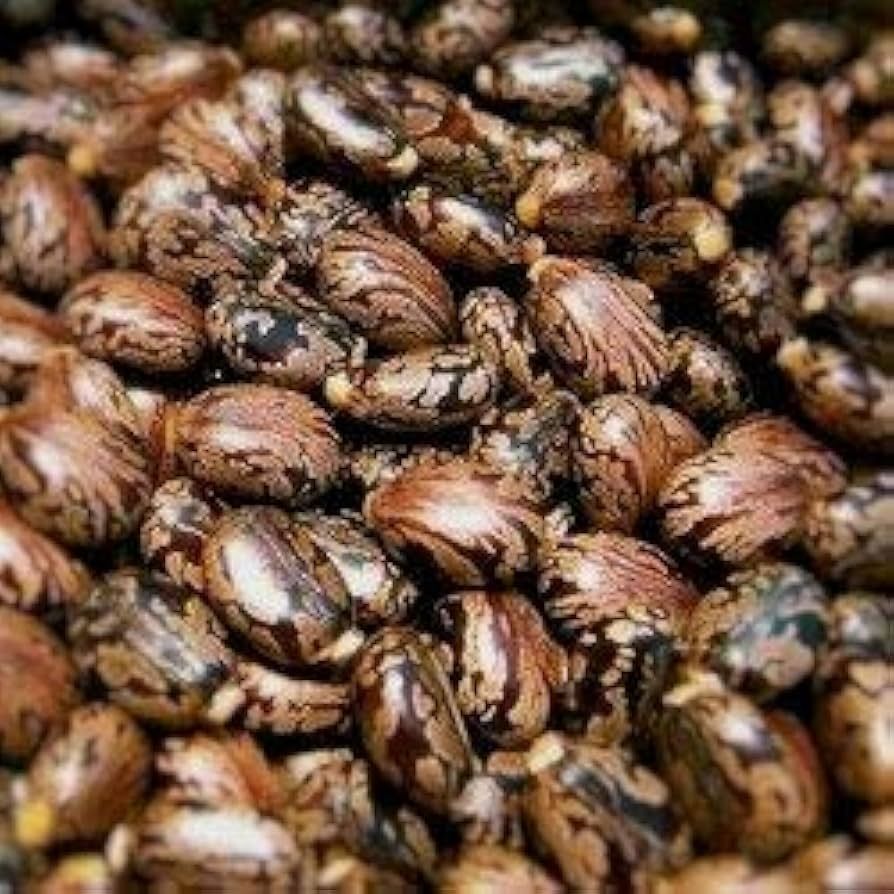 Castor Seeds