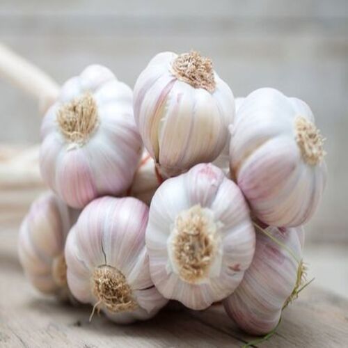 Fresh Garlic