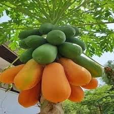 Fresh Solo Papaya