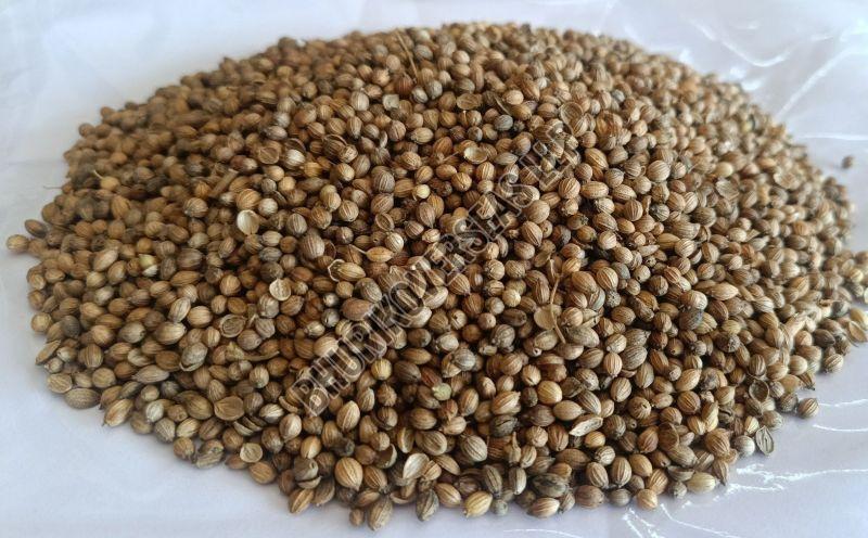 Coriander Seeds