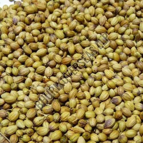 Organic Coriander Seeds