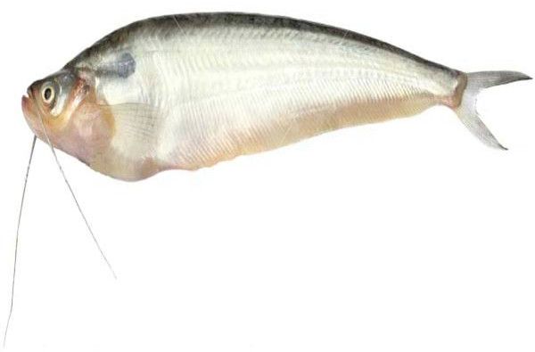 Pabda Fish