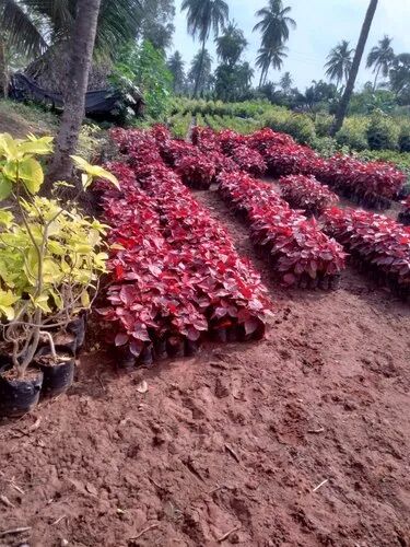 Acalypha Indica Leaves Plant