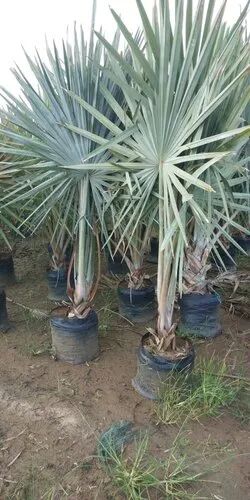 Bismarckia Palm Plant