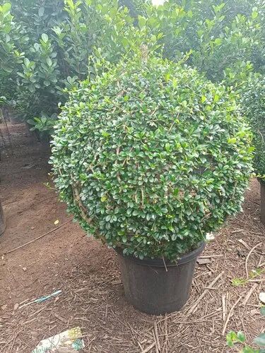 Boxwood Single Ball Plant