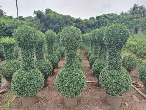 Boxwood Two Ball Plant