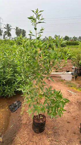 Conocarpus Plant