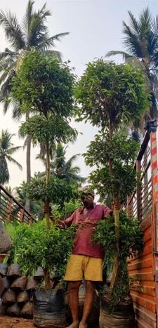 Ficus Benjamina Plant