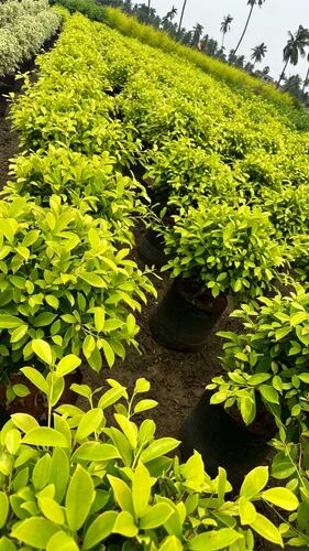 Ficus Panda Plant